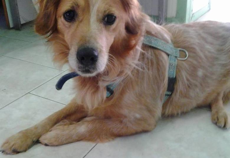 I Sindaci sostengono il Canile Savena