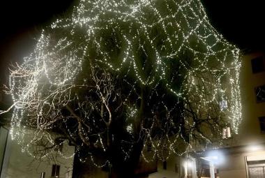 Da oggi illuminato l'Alberone