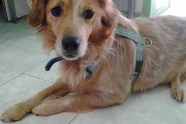 I Sindaci sostengono il Canile Savena