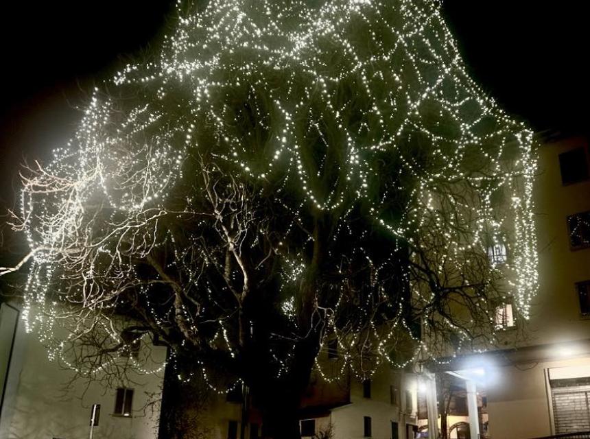 Da oggi illuminato l'Alberone