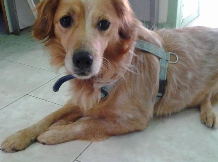 I Sindaci sostengono il Canile Savena